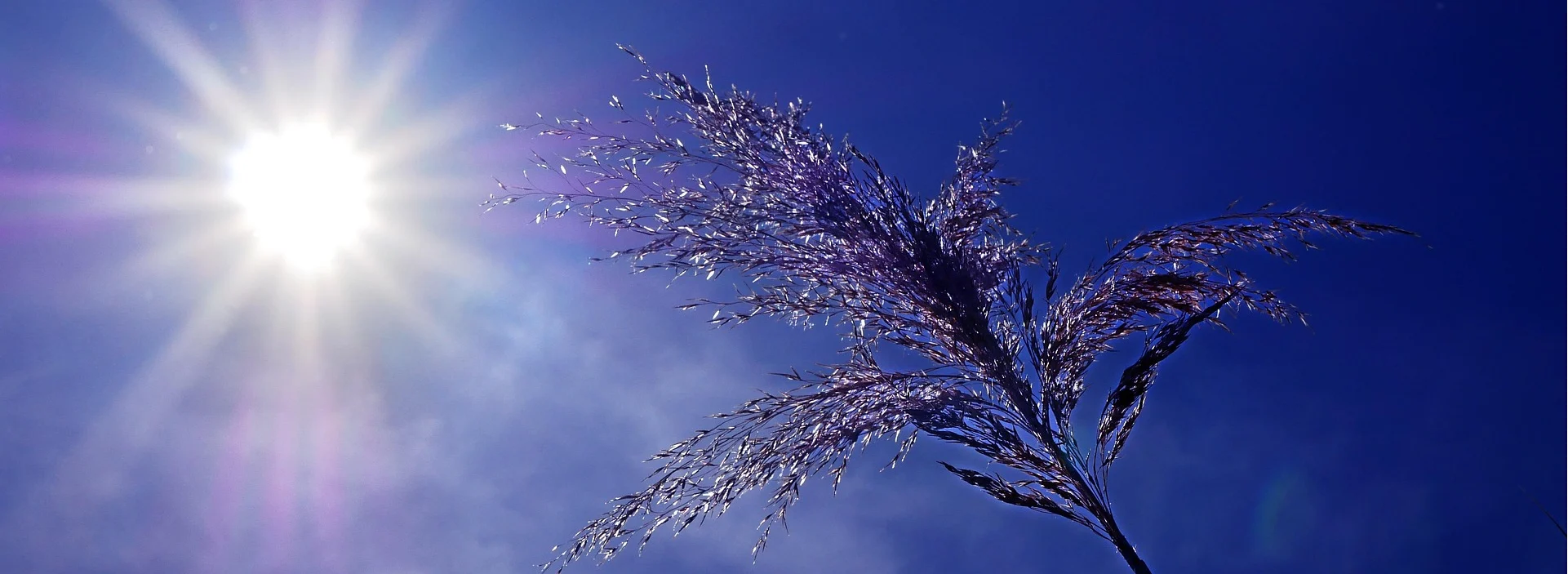 A plant under summer sunshine